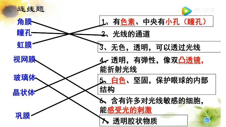 人教版生物七年级下册《人体对外界环境的感知》课件第7页