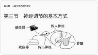 人教版 (新课标)七年级下册第四单元 生物圈中的人第六章 人体生命活动的调节第三节 神经调节的基本方式优秀习题课件ppt