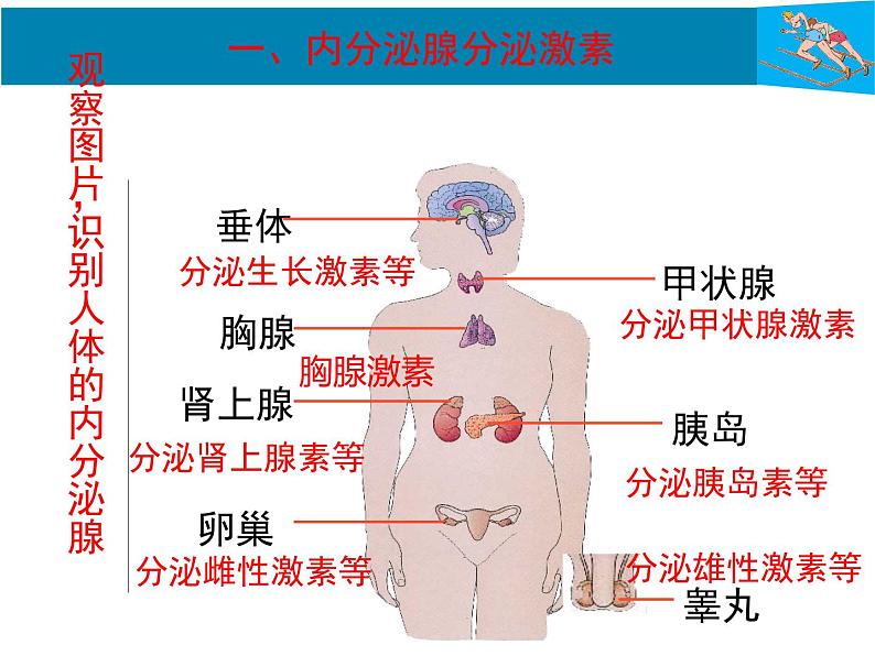 人教版生物七年级下册《激素调节》课件+习题05