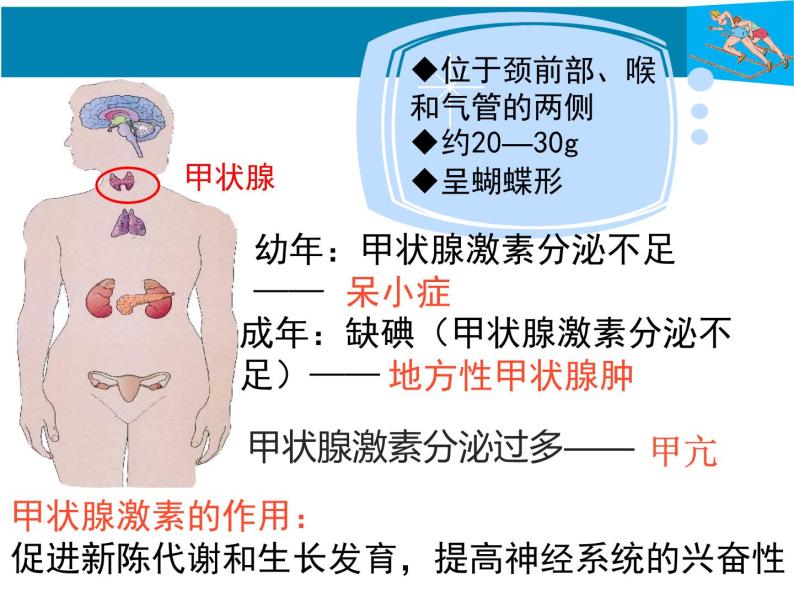 人教版生物七年级下册《激素调节》课件+习题08