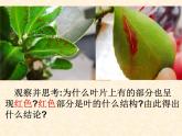 北京版七下生物  5.1 植物体内的物质运输 课件