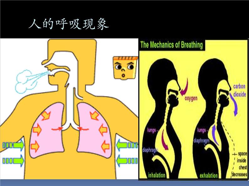 北京版七下生物  6.4 呼吸与呼吸作用  课件第2页