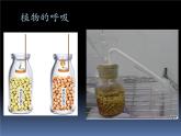 北京版七下生物  6.4 呼吸与呼吸作用  课件
