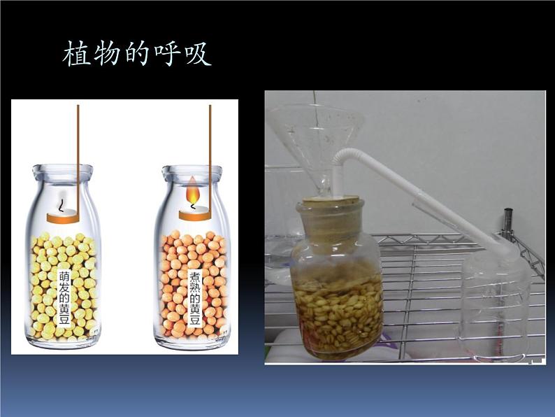 北京版七下生物  6.4 呼吸与呼吸作用  课件第4页