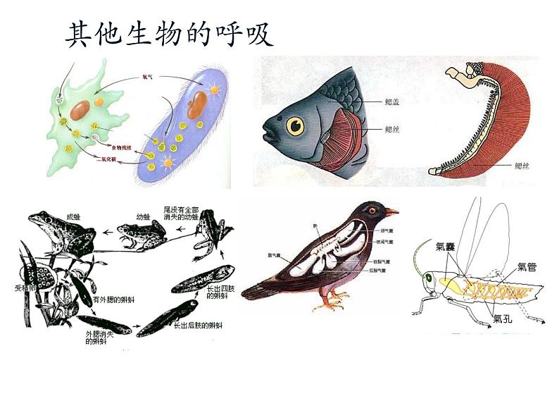 北京版七下生物  6.4 呼吸与呼吸作用  课件第5页