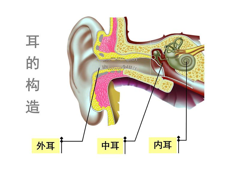 北京版七下生物  8.3 感觉和感觉器官  课件04