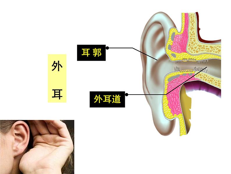 北京版七下生物  8.3 感觉和感觉器官  课件05