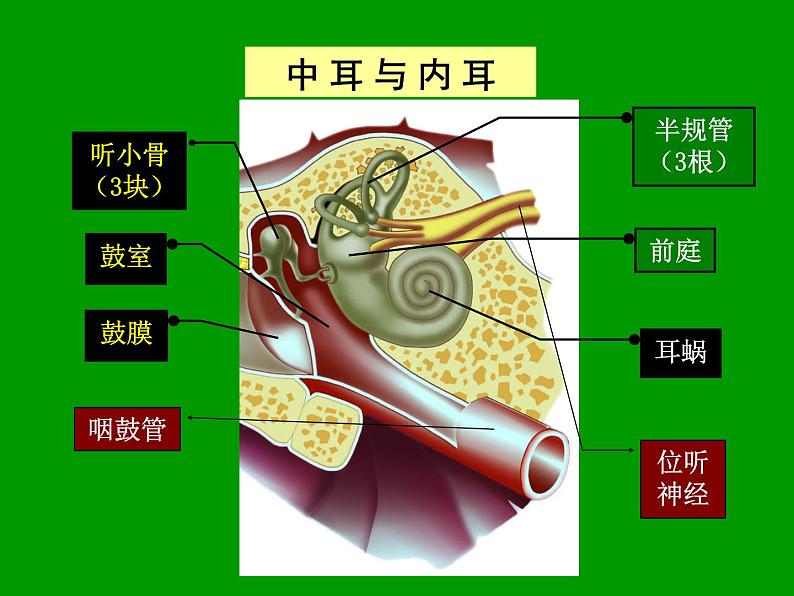 北京版七下生物  8.3 感觉和感觉器官  课件06