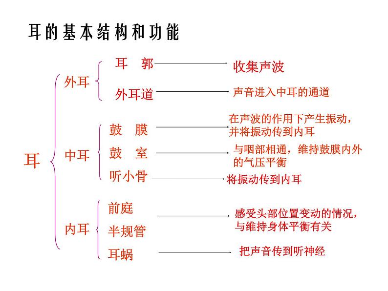 北京版七下生物  8.3 感觉和感觉器官  课件07