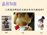 北京版七下生物  7.3 汗液的排出  课件