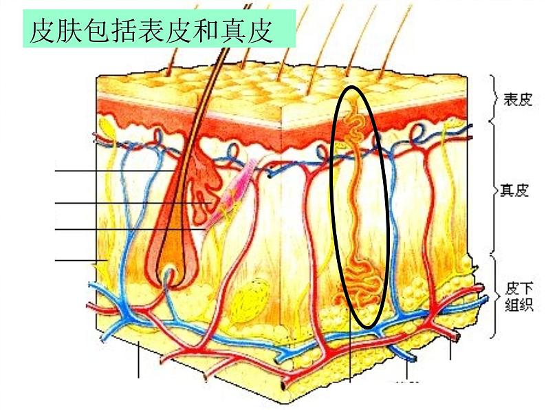 北京版七下生物  7.3 汗液的排出  课件第5页