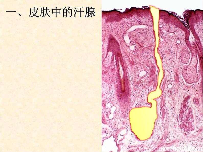 北京版七下生物  7.3 汗液的排出  课件第7页