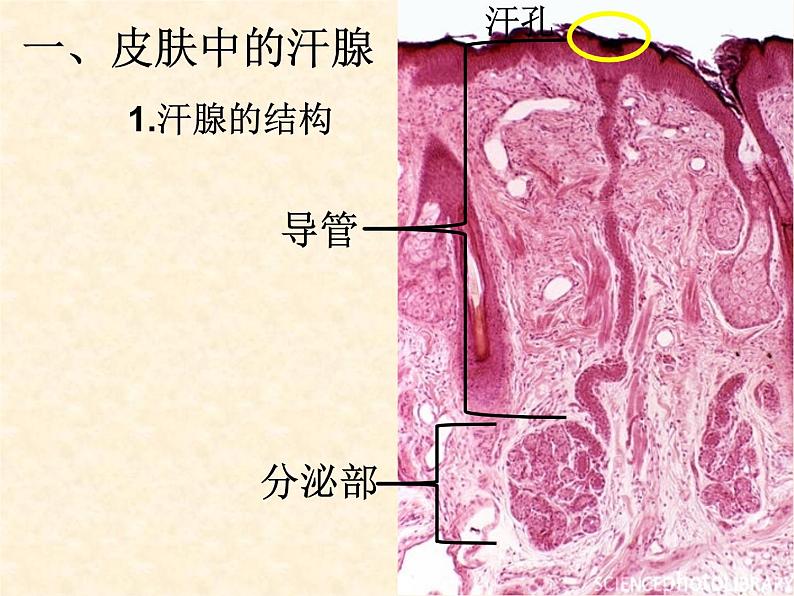 北京版七下生物  7.3 汗液的排出  课件第8页