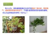 北京版七下生物  6.2 绿色植物的呼吸  课件