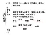 北师大版七下生物 8.2食物的消化和营养物质的吸收 课件