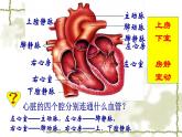 北师大版七下生物 9.2血液循环 课件
