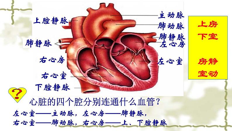 北师大版七下生物 9.2血液循环 课件第4页