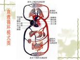 北师大版七下生物 9.2血液循环 课件