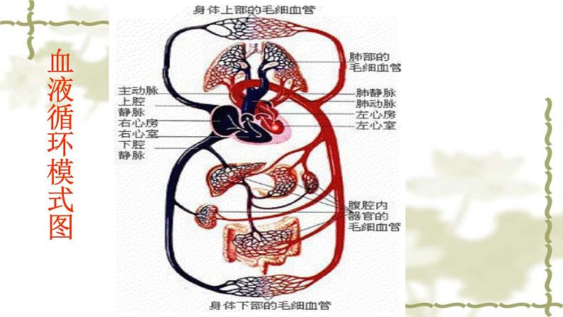 北师大版七下生物 9.2血液循环 课件第5页