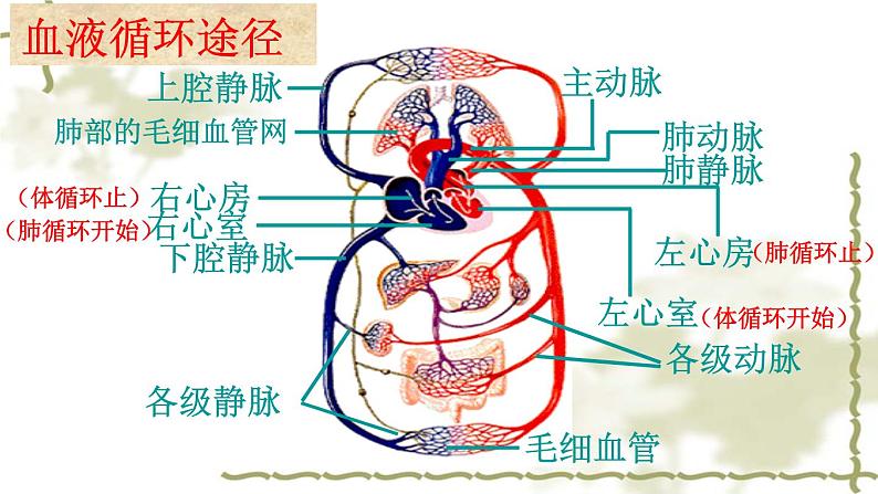 北师大版七下生物 9.2血液循环 课件第6页