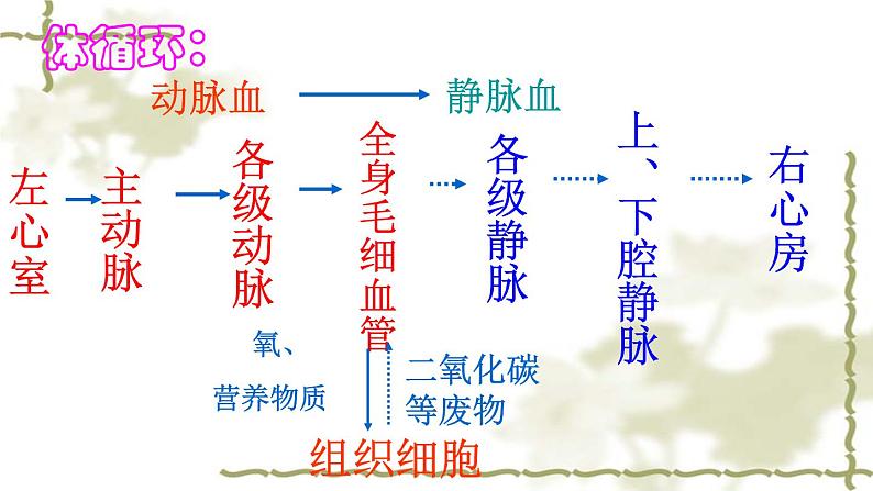 北师大版七下生物 9.2血液循环 课件第8页