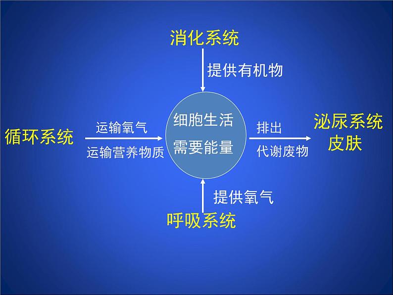 北师大版七下生物 11.1人体产生的代谢废物 课件第5页