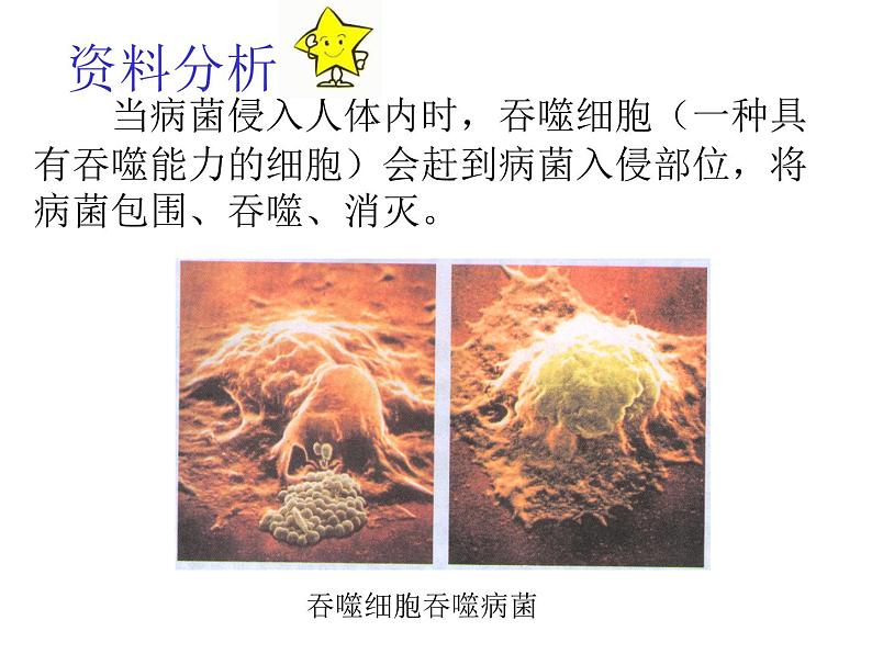 北师大版七下生物 13.3人体免疫 课件06