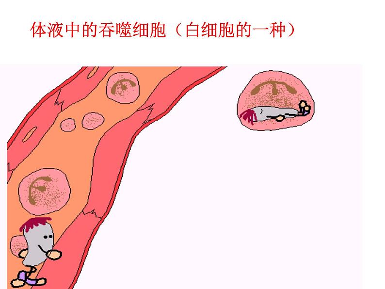 北师大版七下生物 13.3人体免疫 课件07
