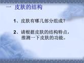 北师大版七下生物 11.3皮肤与汗液分泌 课件