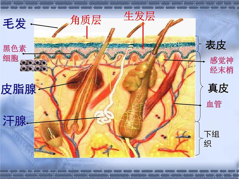 北师大版七下生物 11.3皮肤与汗液分泌 课件03