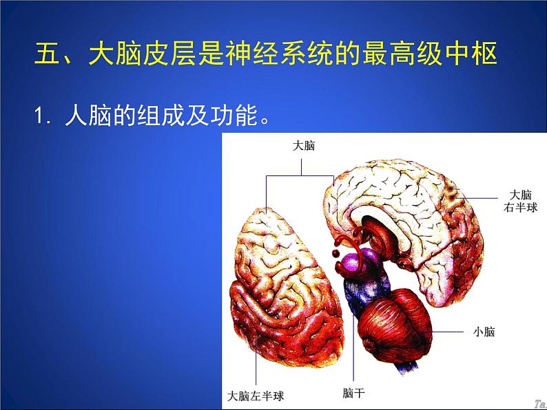 北师大版七下生物 12.1神经系统与神经调节 课件第7页