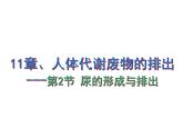 北师大版七下生物 11.2尿的形成与排出 课件