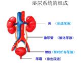 北师大版七下生物 11.2尿的形成与排出 课件