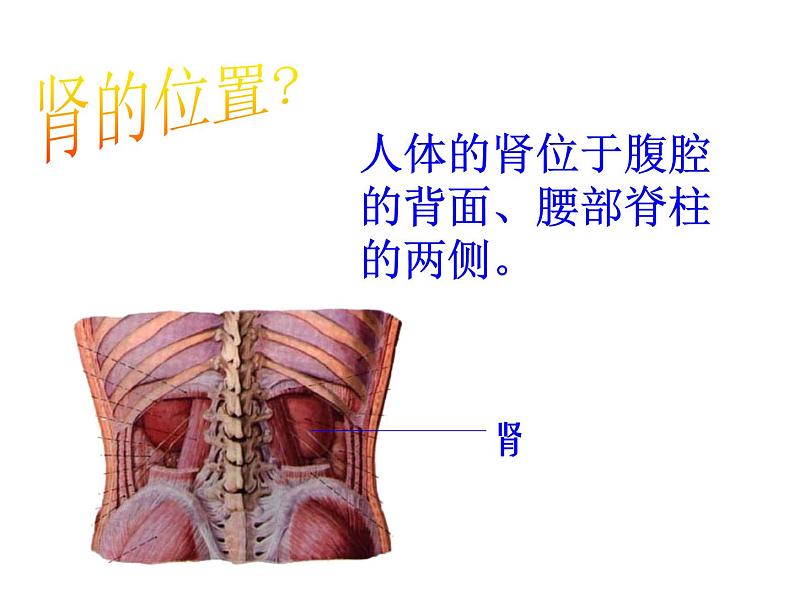 北师大版七下生物 11.2尿的形成与排出 课件07