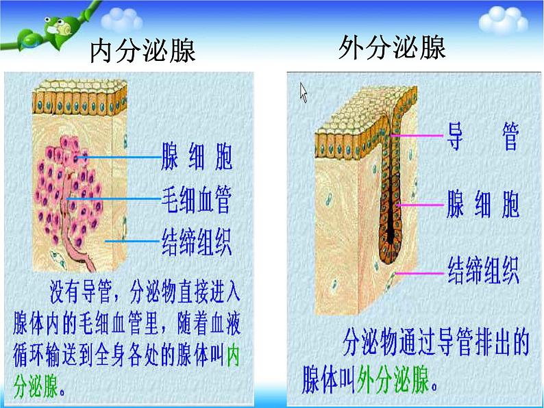 北师大版七下生物 12.3激素调节 课件第6页