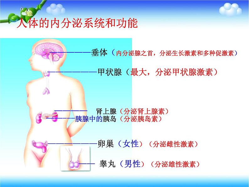 北师大版七下生物 12.3激素调节 课件第8页