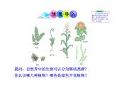 北师大版八下生物 22.3植物的主要类群 课件
