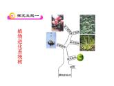 北师大版八下生物 22.3植物的主要类群 课件