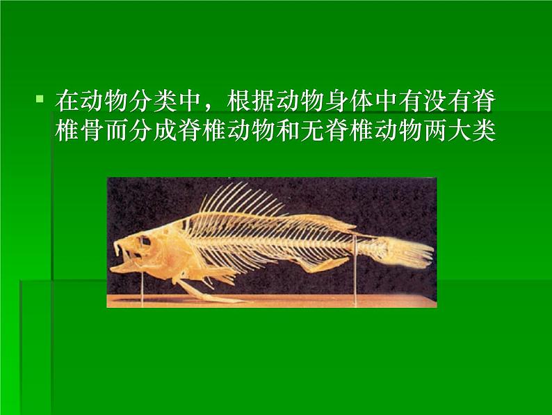 北师大版八下生物 22.4动物的主要类群 课件第6页