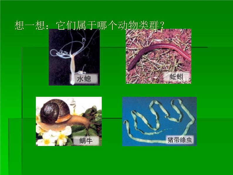 北师大版八下生物 22.4动物的主要类群 课件第7页