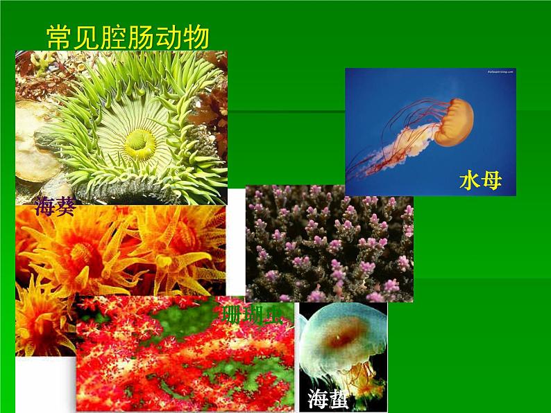 北师大版八下生物 22.4动物的主要类群 课件第8页