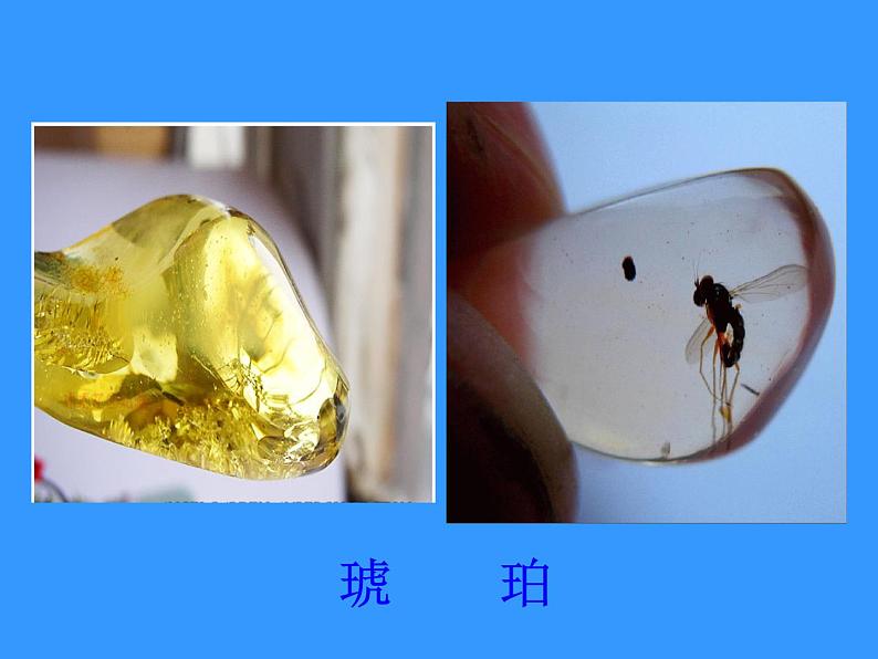 北师大版八下生物 21.2生物的进化 课件第4页