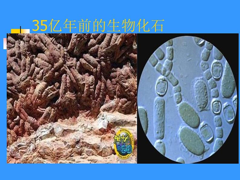 北师大版八下生物 21.2生物的进化 课件第5页