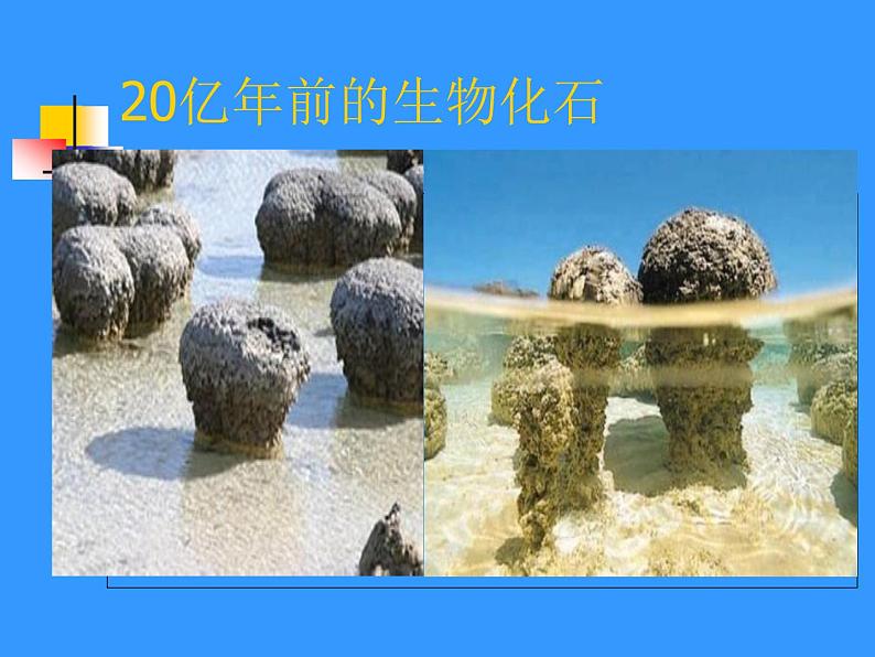 北师大版八下生物 21.2生物的进化 课件第6页