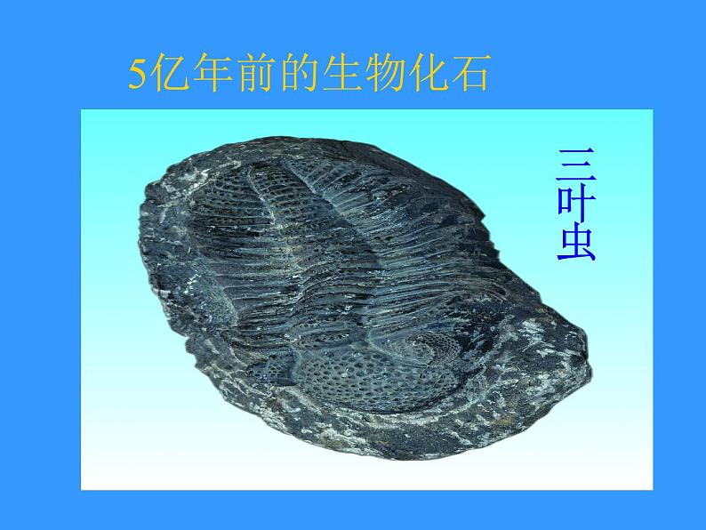 北师大版八下生物 21.2生物的进化 课件第7页