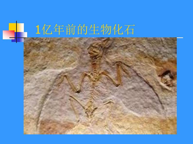 北师大版八下生物 21.2生物的进化 课件第8页