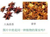 北师大版八下生物 22.1生物的分类 课件