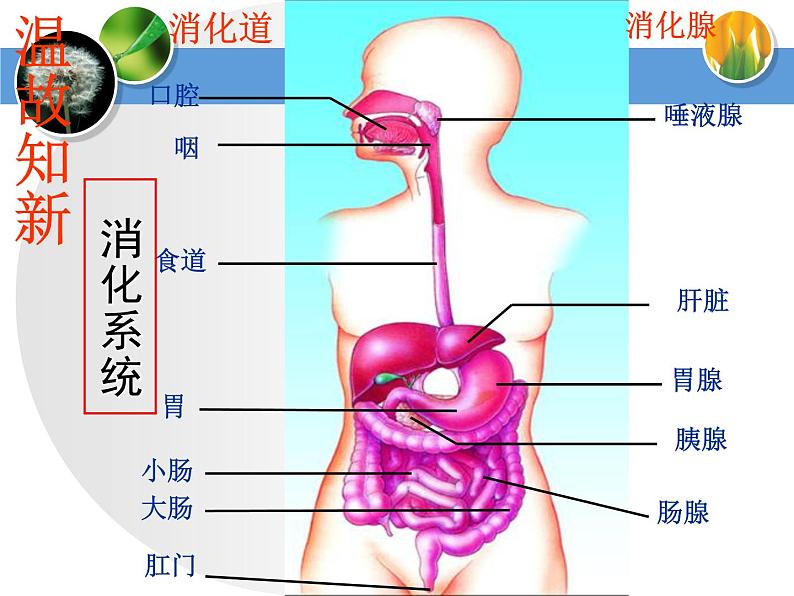 济南版七下生物 1.2消化和吸收 课件第2页