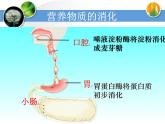 济南版七下生物 1.2消化和吸收 课件