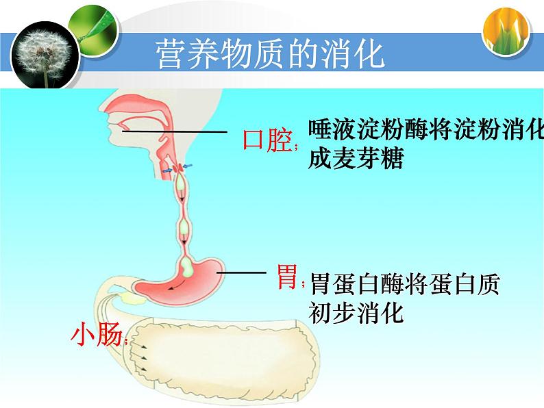 济南版七下生物 1.2消化和吸收 课件第3页